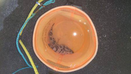 タケノコ？メバル