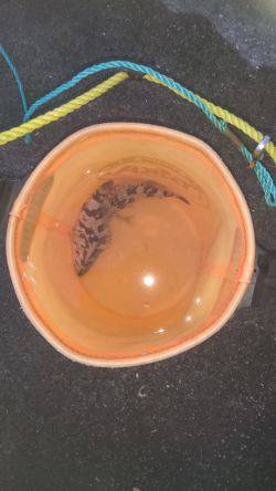 タケノコ？メバル