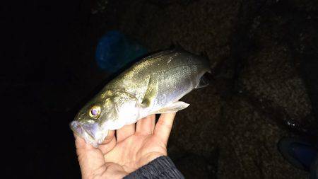 ジグパラマイクロslimで