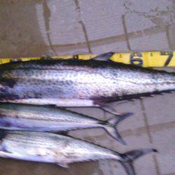 水軒の波止でサワラ