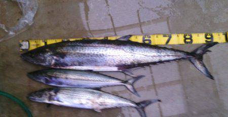 水軒の波止でサワラ