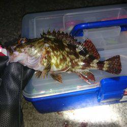 やっぱりガシリング~♪