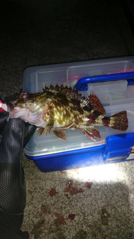 やっぱりガシリング～♪