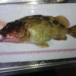 それなりのガシラ