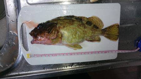 それなりのガシラ