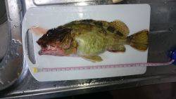 それなりのガシラ