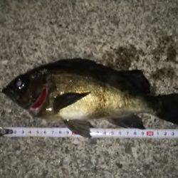 そろそろ開幕か？