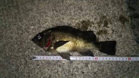 そろそろ開幕か？