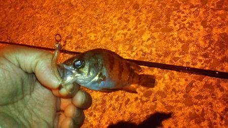 仕事帰りに軽く釣行