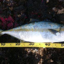 かなり久しぶりの魚