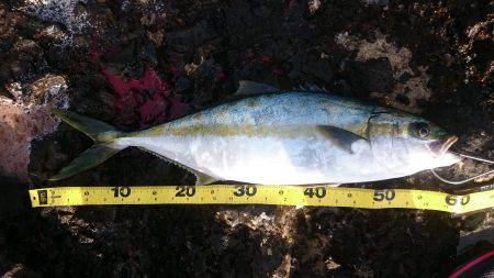 かなり久しぶりの魚