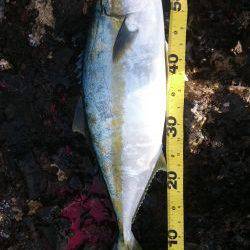 かなり久しぶりの魚