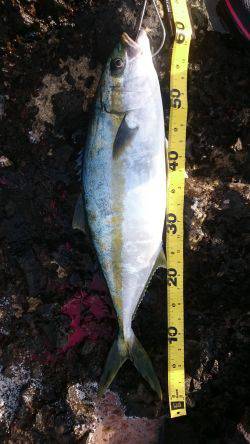 かなり久しぶりの魚