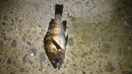 静かな海でした。