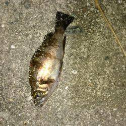 ﾄﾞ干潮なり〜