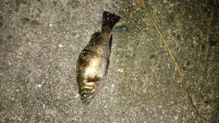 ﾄﾞ干潮なり〜