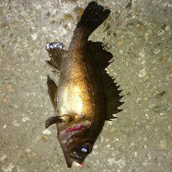 風にも負けず！