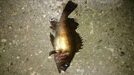 風にも負けず！