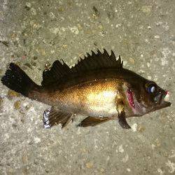 風にも負けず！