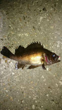 風にも負けず！