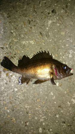 風にも負けず！