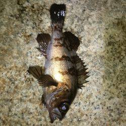 一瞬のジアイ。