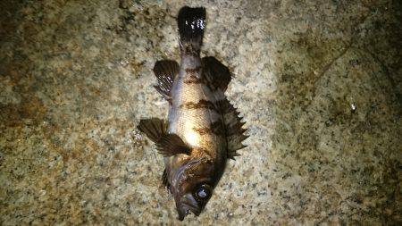 一瞬のジアイ。