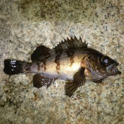 一瞬のジアイ。