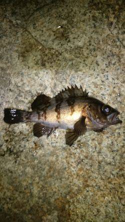 一瞬のジアイ。