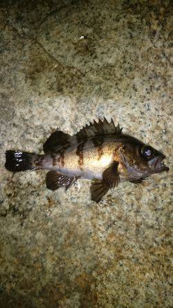 一瞬のジアイ。