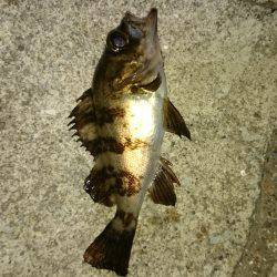 ファーストキャスト！