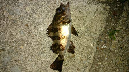 ファーストキャスト！