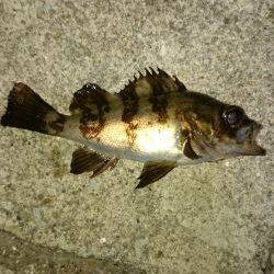 ファーストキャスト！