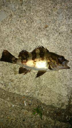 ファーストキャスト！