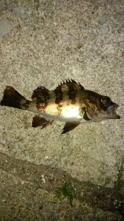 ファーストキャスト！