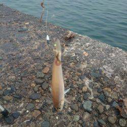 メバリングからの投げ釣り