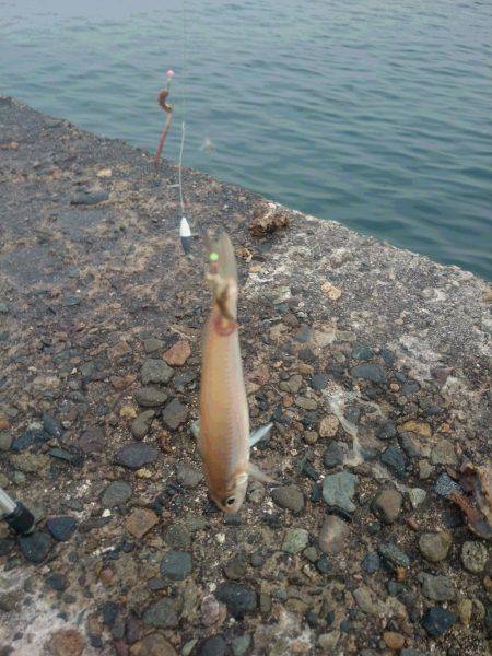 メバリングからの投げ釣り