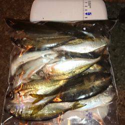 アジング釣行記