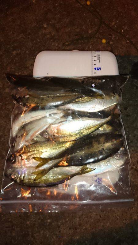 アジング釣行記