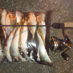 アジング釣行記