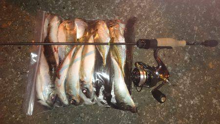 アジング釣行記