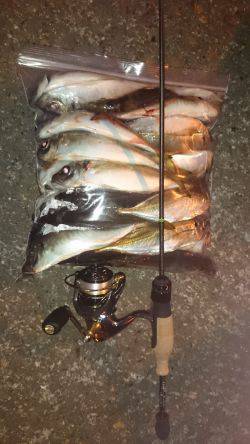 アジング釣行記