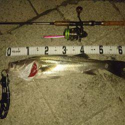 とりあえずスズキサイズ