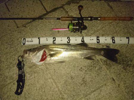 とりあえずスズキサイズ