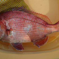 沼島にちょい投げ