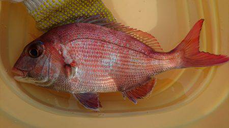 沼島にちょい投げ