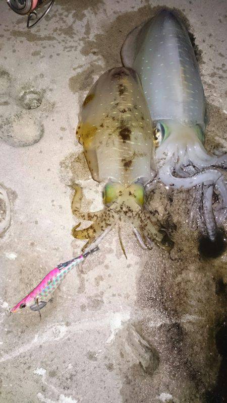 今年初エギング