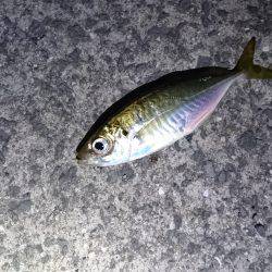 雨上がりのアジング