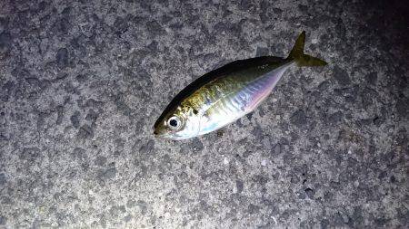 雨上がりのアジング