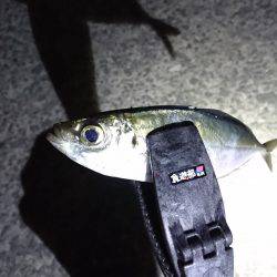 アジは雨でも、